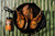 Fire & Smoke Society F&S | HONEY GARLIC BBQ RUB 9.5 OZ, image of grilled lamb chops seasoned with honey garlic BBQ rub garnished with herbs in a black skillet.